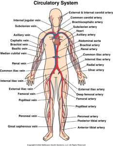 The circulatory system