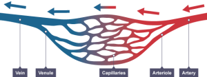 ArteriesVeinsCapillaries